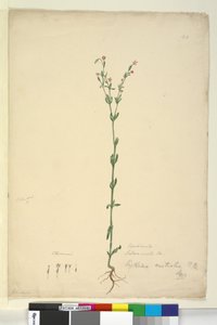 पृष्ठ 40. एरिथ्रेया ऑस्ट्रालिस, c.1803-06 (wc, pen, स्याही और पेंसिल) द्वारा जॉन विलियम लेविन