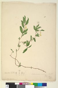 पृष्ठ 43. बिलार्डिएरा स्कैंडेन्स, c.1803-06 (wc, pen, ink and pencil) द्वारा जॉन विलियम लेविन