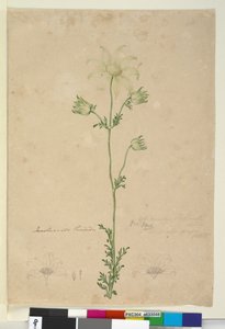 पृष्ठ 48. एक्टिनोटस हेलियंथी, c.1803-06 (wc, pen, ink and pencil) द्वारा जॉन विलियम लेविन