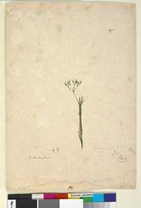 पृष्ठ 49. ट्रेकिनेन लीनियरिस, c.1803-06 (wc, pen, स्याही और पेंसिल) द्वारा जॉन विलियम लेविन