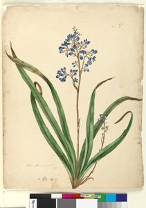 पृष्ठ 57. डायनेला कैरोलीया, c.1803-06 (डब्ल्यूसी, कलम, स्याही और पेंसिल)