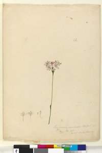 पृष्ठ ६३. बुरचर्डिया नेल्लटाटा, c.1803-06 (wc, pen, स्याही और पेंसिल) द्वारा जॉन विलियम लेविन