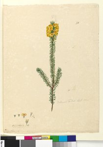 पृष्ठ 73. डिल्विनिया रूबी ;, c.1803-06 (डब्ल्यूसी, पेन, स्याही और पेंसिल)