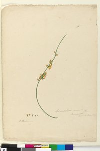 पृष्ठ 75 Sphaerolobium vimineum, c.1803-06 (शौचालय, कलम, स्याही और पेंसिल) द्वारा जॉन विलियम लेविन
