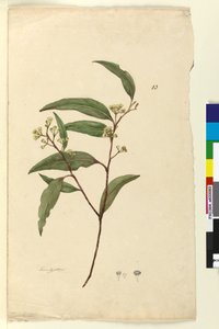 पृष्ठ 83. नीलगिरी, c.1803-06 (wc, pen, स्याही और पेंसिल) द्वारा जॉन विलियम लेविन
