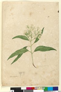 पृष्ठ Page४. नीलगिरी पैनकिलाटा, सी .१-06०३-०६ (डब्ल्यूसी, कलम, स्याही और पेंसिल) द्वारा जॉन विलियम लेविन