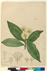 पृष्ठ 85. अंगोफोरा इंटरमीडिया, c.1803-06 (wc, pen, स्याही और पेंसिल) द्वारा जॉन विलियम लेविन