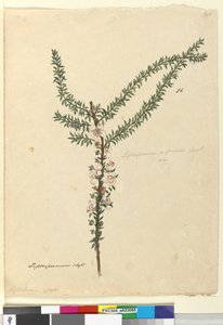 पृष्ठ 86. लेप्टोस्पर्मम स्कोपेरियम, c.1803-06 (wc, pen, इंक और पेंसिल) द्वारा जॉन विलियम लेविन