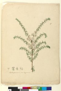 पृष्ठ 87. Leptospermum अस्पष्ट, c.1803-06 (शौचालय, कलम, स्याही और पेंसिल) द्वारा जॉन विलियम लेविन
