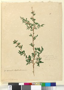 पृष्ठ 88. लेप्टोस्पर्मम फ्लेवेसेंस, c.1803-06 (wc, pen, स्याही और पेंसिल) द्वारा जॉन विलियम लेविन