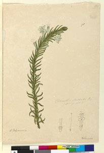 पृष्ठ 98. क्लोएन्थेस स्टोचैडिस, c.1803-06 (डब्ल्यूसी, पेन, स्याही और पेंसिल) द्वारा जॉन विलियम लेविन
