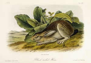 काले पूंछ वाले हरे, c.1849-1854