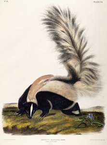 लार्ज टेल्ड स्कंक, 1846