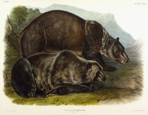 मेल ग्रिजली बियर, 1848 द्वारा जॉन वुडहाउस ऑडबोन