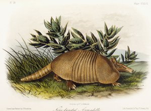 नाइन-बैंडेड आर्मडिलो, 1849-1854 द्वारा जॉन वुडहाउस ऑडबोन