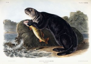 सी ओटर, यंग मेल, 1848