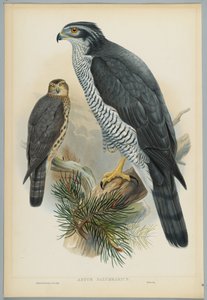 Astur Palumbarius - गो वोशक, जे। वुल्फ द्वारा तैयार, एचसी रिक्टर द्वारा उत्कीर्ण
