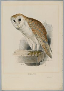 Strix Flammea - खलिहान उल्लू