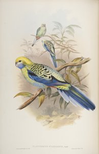 जॉन गॉल्ड, 1840 द्वारा द बर्ड्स ऑफ ऑस्ट्रेलिया से प्लैटाइकस साइनोजेनस द्वारा जॉन और रिक्टर गोल्ड