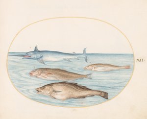 मछली, सी। 1575-80 द्वारा जोरिस हॉफनागल