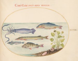 मछली, c.1575-80 द्वारा जोरिस हॉफनागल