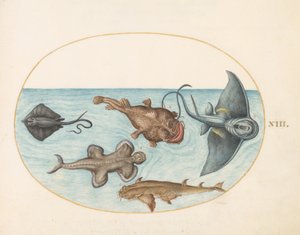 मछली, c.1575-80 द्वारा जोरिस हॉफनागल