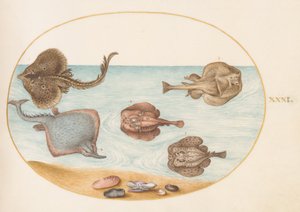 मछली, c.1575-80 द्वारा जोरिस हॉफनागल
