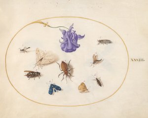 कीड़े, सी। 1575-80 द्वारा जोरिस हॉफनागल