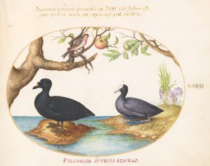 प्लेट 27: एक बत्तख(?), एक कूट, और एक रोज़फिंच(?) द्वारा जोरिस हॉफनागल