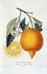  द्वारा जोसेफ एंटोनी और एंटोनी पियरे (1766 1854) (बाद में) रिसो