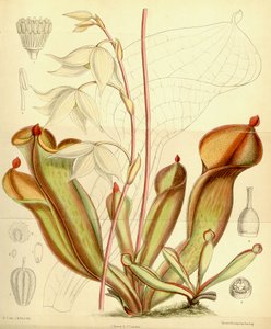 Heliampliora संभावनाओं। 1890