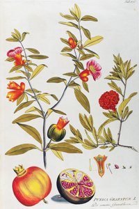 अनार (पुनिका ग्रेनाटम) जोसेफ जैकब वॉन प्लेंक (1735-1807) द्वारा, औषधीय पौधों के प्रतीक, वियना से