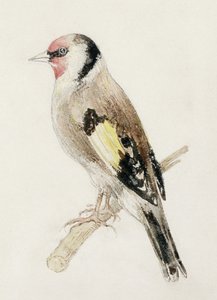 द फ़ार्नले बुक ऑफ़ बर्ड्स से गोल्डफिंच, c.1816 (कागज पर पेंसिल और वॉटरकलर) द्वारा जोसेफ मैलॉर्ड विलियम टर्नर