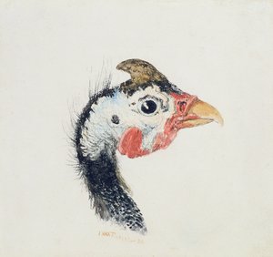 गिनी फाउल, द फार्नले बुक ऑफ बर्ड्स से, c.1816 द्वारा जोसेफ मैलॉर्ड विलियम टर्नर