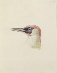 द फ़र्नले बुक ऑफ़ बर्ड्स से कठफोड़वा, c.1816 (कागज पर पेंसिल और पानी के रंग का) द्वारा जोसेफ मैलॉर्ड विलियम टर्नर
