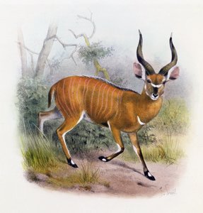 &39;द बुक ऑफ एंटेलोप&39; से ब्रॉड हॉर्नड एंटेलोप,
