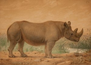 अफ्रीकी गैंडा द्वारा जोसेफ वुल्फ