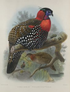 क्रिमसन ने ट्रगोपैन को बेल दिया, जिसे वुल्फ, जोसेफ (1820-99) और स्मिट, जे।