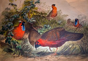 हॉर्नड ट्रगोपैन, 1861 द्वारा जोसेफ वुल्फ