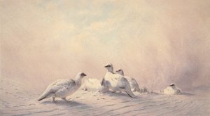 Ptarmigan, सर्दी, 1873 (wc) द्वारा जोसेफ वुल्फ