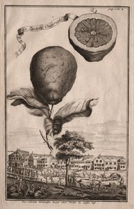 Nurnbergische Hesperides: द लूशेट्टा इंपोरियल, 1714।