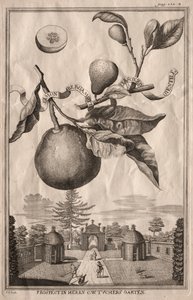 Nurnbergische Hesperides: लिमोन बर्गामोट व्यक्तिज़ीन गिएसिल, 1714।