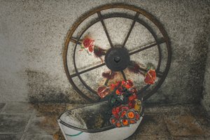  द्वारा जॉय लायंस