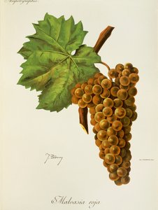 जे. ट्रॉन्सी द्वारा मालवासिया रोजा अंगूर द्वारा जूल्स ट्रॉन्सी