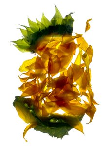 Chiquita सूरजमुखी (डिजिटल फोटोग्राम, डिजिटल मूल प्रिंट)