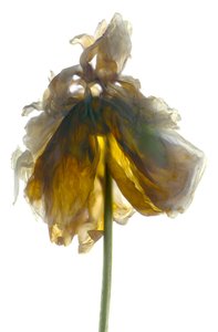 Peony स्टैंड व्हाइट (डिजिटल फोटोग्राम, डिजिटल मूल प्रिंट)