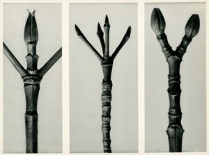 कॉर्नस न्यूटाल्ली, 1929 (फोटोग्राव्योर) द्वारा कार्ल ब्लॉसफ़ेल्ड
