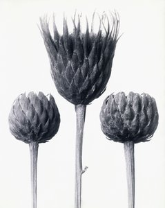 सेराटुला न्यूडिकुलिस (नंगे-तने हुए कॉमन सॉवर्ट), c.1928 (जिलेटिन सिल्वर प्रिंट) द्वारा कार्ल ब्लॉसफ़ेल्ड