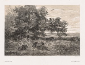 प्रकृति के बाद पशु और लैंडस्केप: एक तालाब में जंगली सूअर, सी। 1850। द्वारा कार्ल बॉडर
