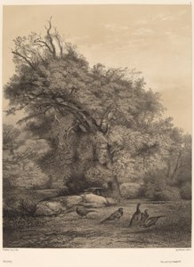 तीतर। द्वारा कार्ल बॉडर